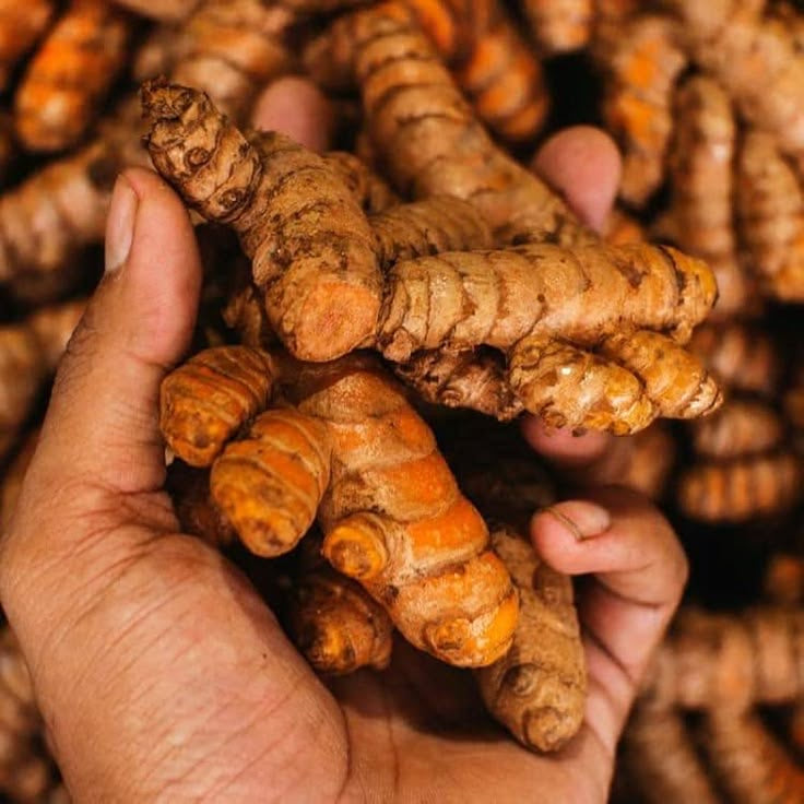 Curcuma